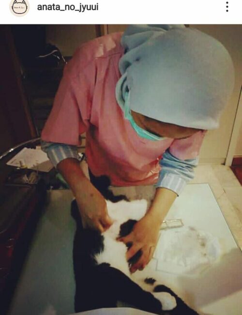 Veterinary Division 3